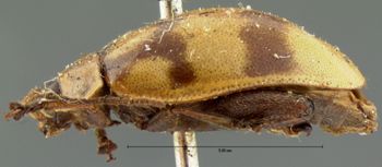Media type: image; Entomology 19162   Aspect: habitus lateral view